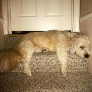 Meet your Posher, Blair